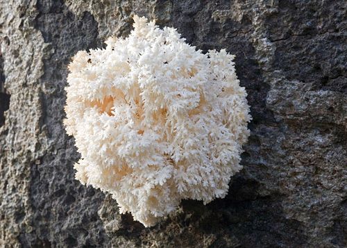 Hericium coralloides